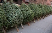 How to Recycle Christmas Trees